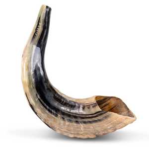 Shofar ฮอร์นธรรมชาติ shofar สำหรับเป่าและวัตถุประสงค์ทางศาสนา Kosher shofar ขนแกะขัด - Product Image 1