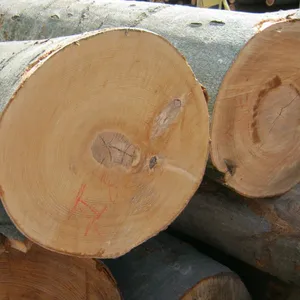 Pine Wood Logs Niedriger Preis von Belgien Making Timber