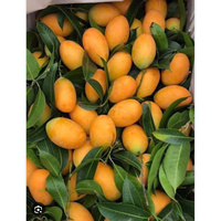 Prune mariale vietnamienne |   Gandaria |   Prune mangue pour l'exportation