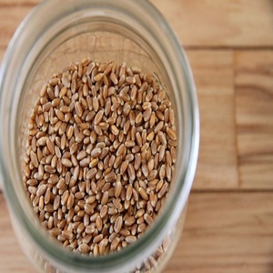 Trigo Duro Premium para Moler |   Granos de Trigo de Alta Calidad para el Procesamiento de Alimentos |   Suministro al por Mayor a Precio Competitivo - Product Image 5