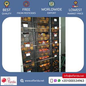 Chất Lượng Tốt Top Bán Tinh Khiết Và Tự Nhiên Khỏe Mạnh & Bổ Dưỡng Tươi Citrus Trái Cây Valencia Cam Từ Ai Cập Xuất Khẩu - Product Image 3