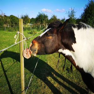 Vente en gros de bloc de sel de l'Himalaya pour lécher les animaux pour chiens de 3 à 5kg emballage OEM personnalisé vente chaude au Pakistan sel à lécher pour animaux - Product Image 3