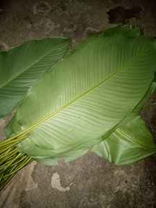 อาหารห่อใบไม้ทองเป็นมิตรกับสิ่งแวดล้อมและราคาถูกจากเวียดนาม - Product Image 4