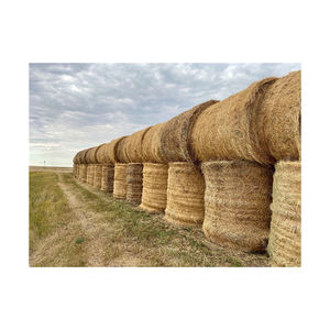 Heno de pasto al por mayor ofrecido en volumen, suministro confiable de bajo precio listo para exportación - Product Image 2