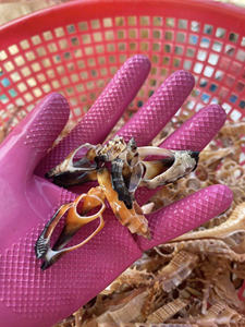 Venta al por mayor de conchas marinas espirales decorativas, artesanías de playa de Vietnam - Product Image 3