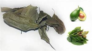 HOJAS DE AGUACATE SECAS VEGANAS PARA INFUSIÓN DE HIERBAS DE TÉ SALUDABLE Y SISTEMA INMUNE - Product Image 3