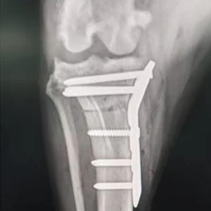 เครื่องมือสำหรับศัลยกรรมกระดูกและข้อเครื่องมือจิ๊กทำจากสเตนเลสเครื่องมือสำหรับการผ่าตัดสุนัขสัตวแพทย์ - Product Image 4