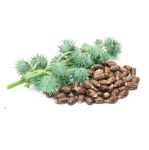 Graines de ricin au meilleur prix - Product Image 4