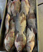 ปลานิลสีดำแช่แข็งอาหารทะเลที่อุดมไปด้วยโปรตีนสะอาดเป็นธรรมชาติทั้งหมดสำหรับการสนับสนุนภูมิคุ้มกันและวิถีชีวิตที่มีสุขภาพดี - Product Image 3