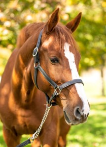 Brown Softy cuir rembourré renforcé licou avec raccords en laiton massif. - Product Image 5