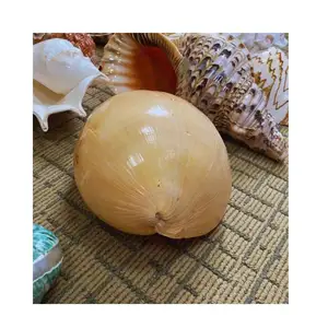 Хорошая цена MELO VOLUTE SEASHELL - NATURE GIFT viot, горячая Распродажа, ракушка престижная ракушка для световой свечи и лампы