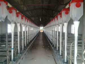 Alimentador automático de cerdos Dispensador de autoalimentación de cerdos Cajas de gestación de cerdos Equipo automático de cría de cerdos - Product Image 5