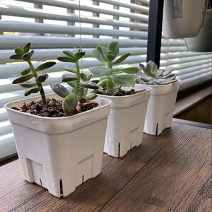 Japon Porihachi Hanbai Prestella - Product Image 1