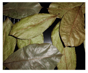 ใบทุเรียนเทศแห้งเวียดนามที่ดีที่สุด/ใบทุเรียนเทศ-ราคาไม่แพงใบกราวิโอลาพร้อมส่งออกสำหรับชาผู้ขายคุณภาพสูง - Product Image 1