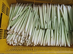Tallo de hierba de limón congelado IQF de alta calidad, hierba congelada a granel para servicios de alimentos, restaurantes y procesamiento, exportación de Vietnam - Product Image 6