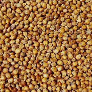 Granos de Sorgo Blanco Premium, Sin OMG, Sorgo Africano para Elaboración de Baijiu y Alimentación Animal, en Venta - Product Image 4