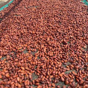 Fèves de cacao naturelles pures aucun approvisionnement en vrac d'additifs artificiels pour conscient de santé - Product Image 6