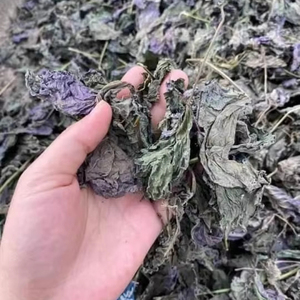 Té de brotes de perilla 100% natural y seco, 10.58 onzas, té de brotes de perilla sin conservantes, alta calidad, Vietnam - Product Image 5