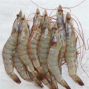 Crevettes congelées Vente en gros Qualité exportation Naturel Délicieux Fruits de mer frais Aliments sains Crevettes surgelées vivantes d'eau douce - Product Image 6