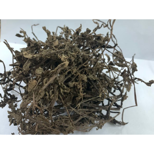 หญ้าเจลลี่สีดำ // platostoma palustre // วุ้นหญ้าเอเชียจำนวนมาก - Product Image 1