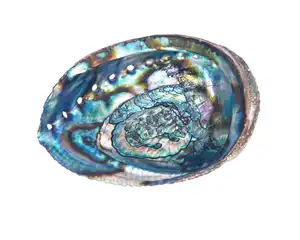 High quality 100% natural and cheap abalone shells from Vietnam