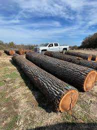 Walnut <b>Logs</b> for Paneling Walnut <b>Logs</b> for Custom Cutting Walnut <b>Logs</b> for Outdoor Furniture - Product Image 2