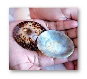 เปลือกหอยที่ได้รับการรับรองสำหรับการตกแต่งบ้านแบบออร์แกนิกและเครื่องประดับทำด้วยมือผลิตภัณฑ์เพื่อสุขภาพเชิงนิเวศ - Product Image 1