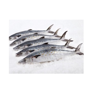 Vendedor mayorista de pescado macarela española entera congelada a precio económico - Product Image 4