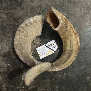 Shofar de Cuerno de Carnero, Tacto Real, Decoración Animal Natural, Cuerno Crudo Tallado para Soplar, Tamaño Personalizado, CROWN FOODS INDIA, Arte Religioso - Product Image 4