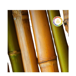 Proveedor de postes de bambú de Vietnam: opciones asequibles y de varios tamaños para proyectos de interiores, estilismo de jardín y diseños artesanales - Product Image 1