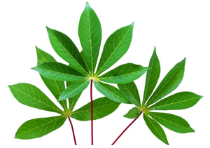 Pasta de Hoja de Yuca Congelada de Vietnam |   Textura Consistente |   Suministro a Granel - Product Image 5