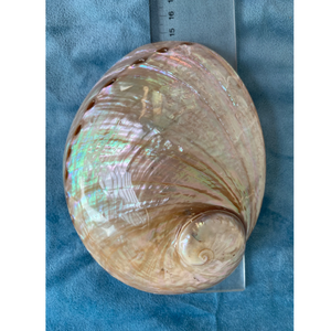 CONCHA DE ABALON DE PAUA BLANCA - Product Image 1