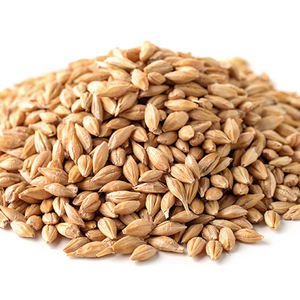 <b>Barley</b> Malt for Beer Production for Sale--**- - Product Image 2
