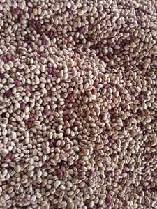 Haricots canneberges séchés - Product Image 3