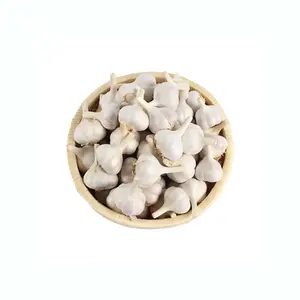 Wholesale pure white garlic normal white garlic Wholesale Fresh Pure White Garlic Cheap Price China Fresh Vegetables For Sale