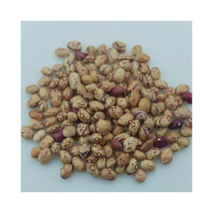 Haricots de sucre les plus vendus pour expédition en vrac sur les marchés mondiaux - Product Image 3