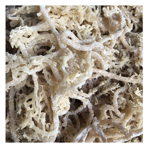 การจัดหาสาหร่ายทะเลจำนวนมากไปยังตลาดทั่วโลกคุณภาพของมอสสาหร่ายทะเลเวียดนามที่ได้รับการพิสูจน์แล้วคือคำมั่นสัญญาหลักของเรา - Product Image 3