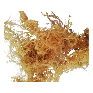 Musgo Marino Dorado Premium 100% Orgánico Natural de Vietnam / Musgo Irlandés / Musgo Marino Silvestre Secado al Sol a Precio Accesible. - Product Image 1