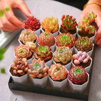 Pots de fleurs carrés en plastique PP clair Mini conception de table moderne pour plantes succulentes de jardin Plantes miniatures Style classique pour sol