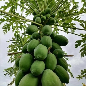 Semillas Híbridas de Papaya Moon Star LANTUS F1 - 99% de Pureza, 80% de Germinación - Product Image 4