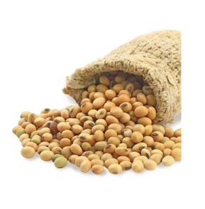 Soja orgánica de alta calidad, venta al por mayor, soja seca natural, embalaje a granel - Product Image 2