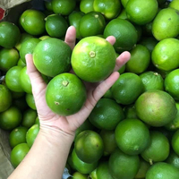 Export Van Verse Kalk Naar De Markt Van Dubai Met Een Verpakking Van 7 Kg/doos 84 976727907 Ms Carolina