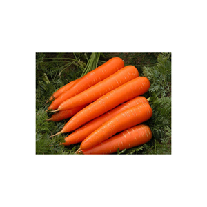 Carottes fraîches offertes en approvisionnement de qualité d'exportation pour l'achat en vrac et le commerce - Product Image 5