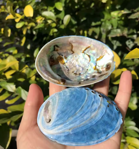 Adornos decorativos de abulón de concha Natural, Kit de manchas, cuencos, caracola, soporte para manchas, decoración para Kit de manchas a granel - Product Image 3