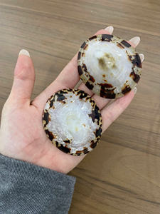 Coquille d'ormeau de haute qualité, matériau naturel, idéale pour la décoration artisanale et l'utilisation en coquille pour l'allaitement. - Product Image 3