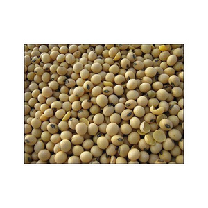 PRIX CONCURRENTIEL DU VIETNAM LE PLUS NOUVEAU SOJA VERT FRAIS/GRAIN DE SOJA SANS OGM FORME DE PROTÉINES ET DE VALEUR NUTRITIONNELLE DU SOJA - Product Image 6