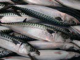 ม้าแช่แข็งทั้งตัว ขนาด 5 ซม. เกรดพรีเมียม บริสุทธิ์ 100% แช่แข็งแบบ BQF บรรจุภัณฑ์สุญญากาศ บรรจุภัณฑ์แบบแช่เยือกแข็งด้วยเกลือ อายุการเก็บรักษา 24 เดือน - Product Image 3