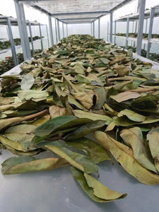 Feuilles de corossol séchées de qualité export, thé de feuilles de graviola, herbe naturelle, approvisionnement en vrac - Product Image 5