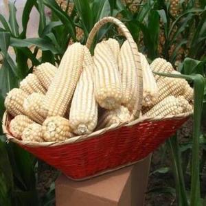 Délicieux maïs sucré blanc et jaune IQF entier de 18-20 cm à vendre - Product Image 2