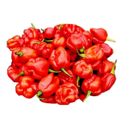 Kualitas kualitas 100% segar & alami warna Capsicum / Bell lada segar sayuran eksotis untuk dijual.